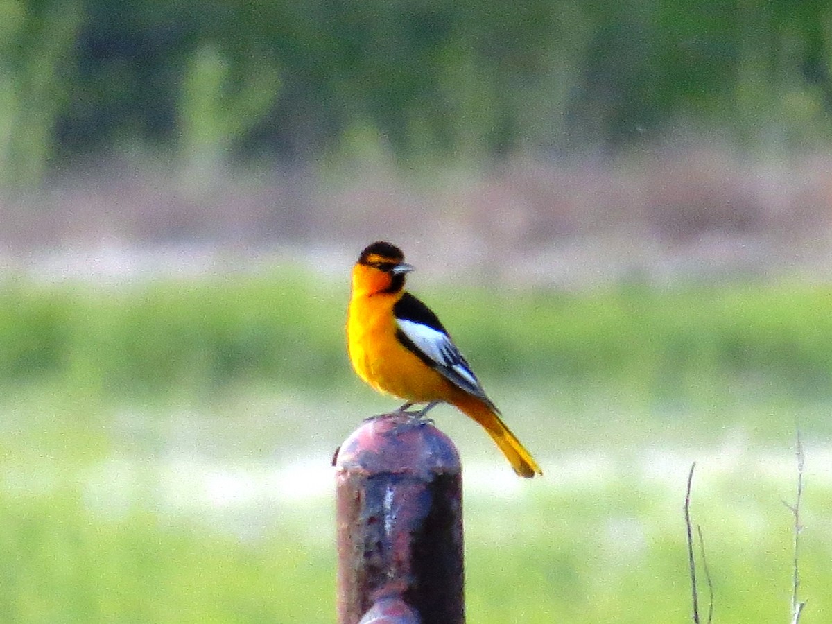 Bullock's Oriole - ML161276431