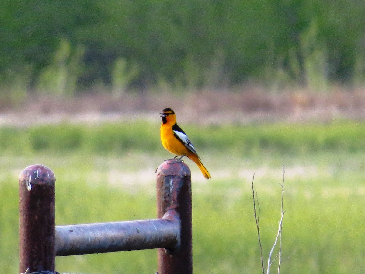 Bullock's Oriole - ML161276451