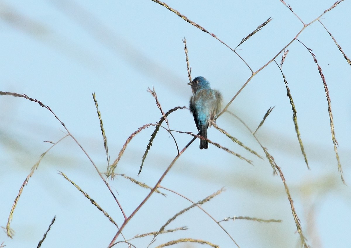 Indigo Bunting - ML161276951