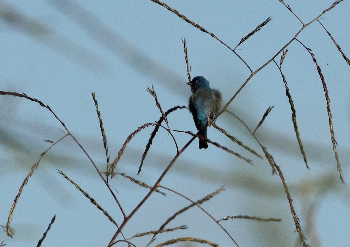 Indigo Bunting - ML161277021