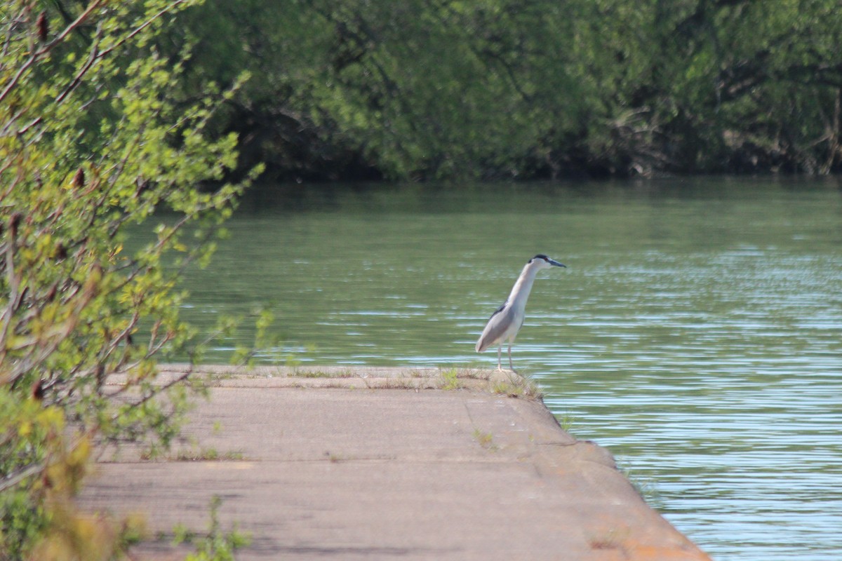 Black-crowned Night Heron - Debbie Wright