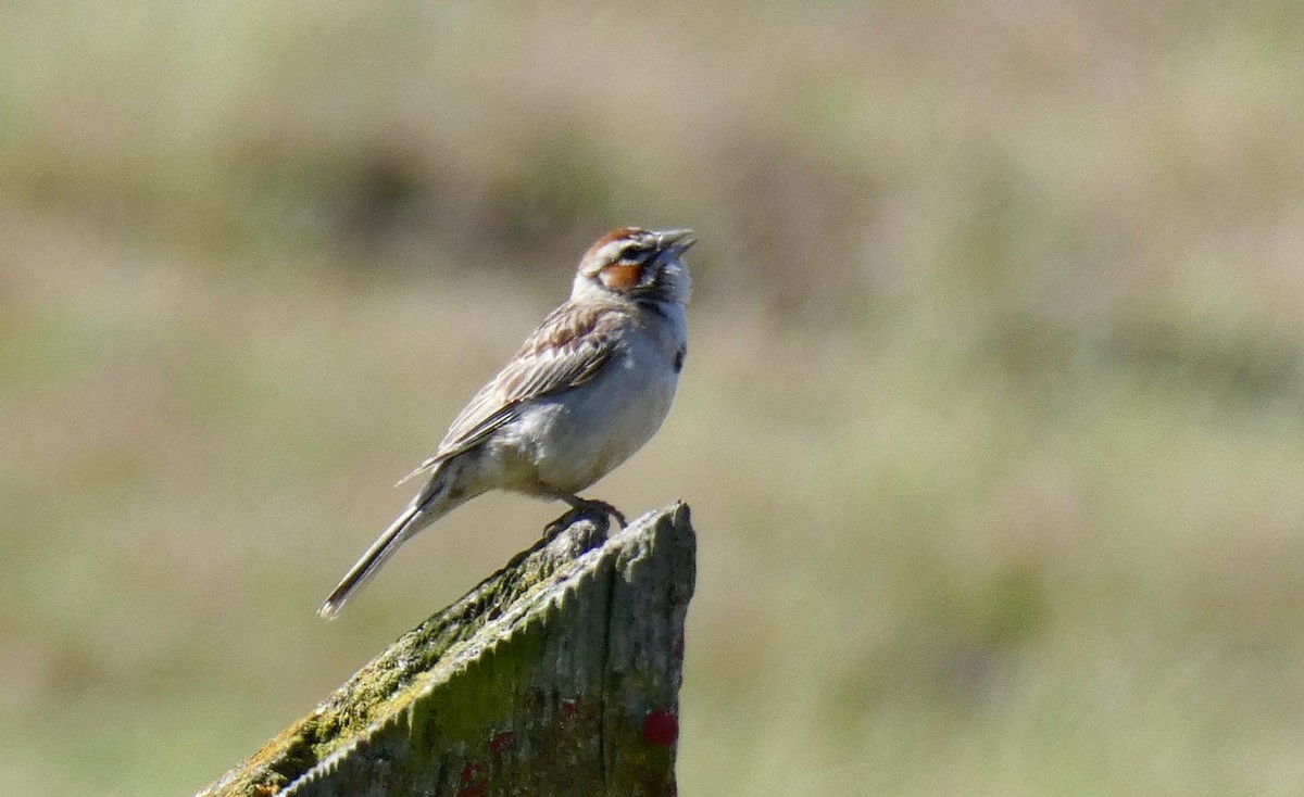 Lark Sparrow - ML161277861