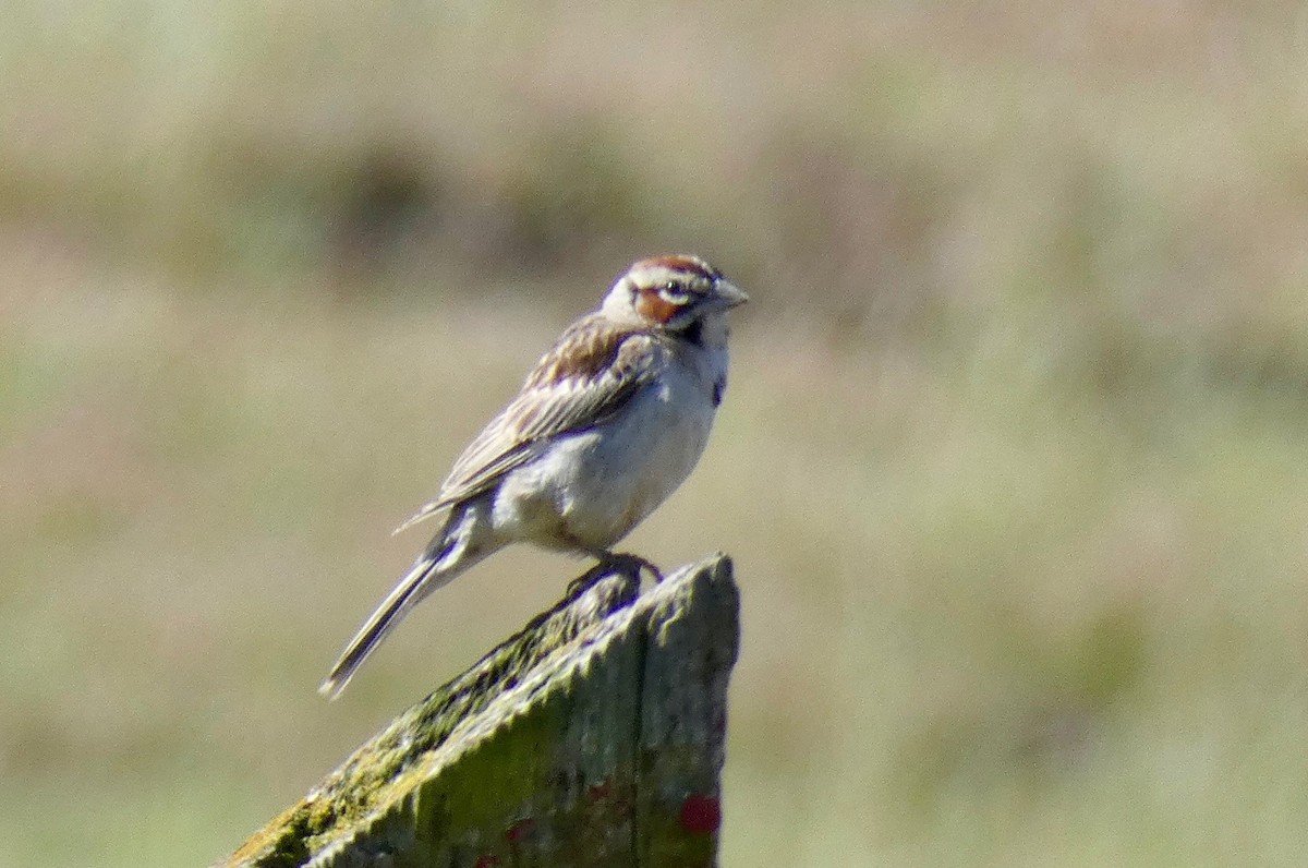 Lark Sparrow - ML161277951