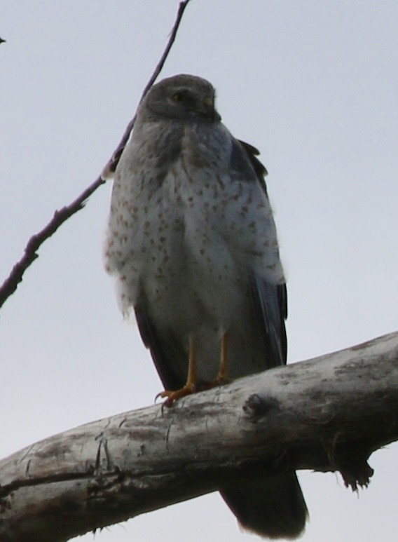 Northern Harrier - Judith White