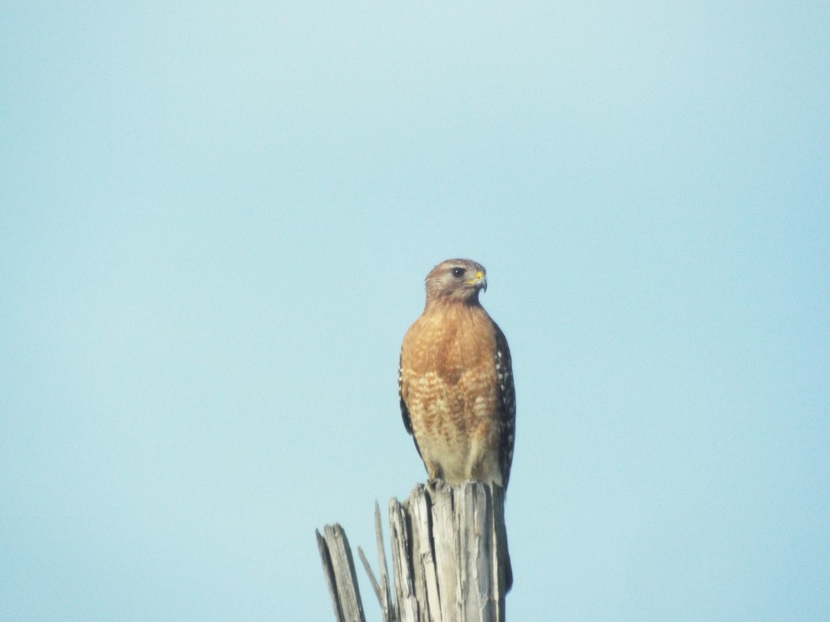 Red-shouldered Hawk - Dalea Lugo  (Lusk)