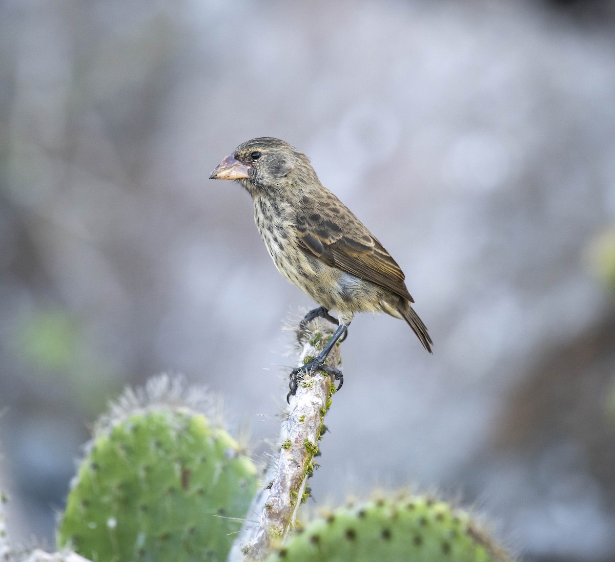 Genovesa Cactus-Finch - William Richards