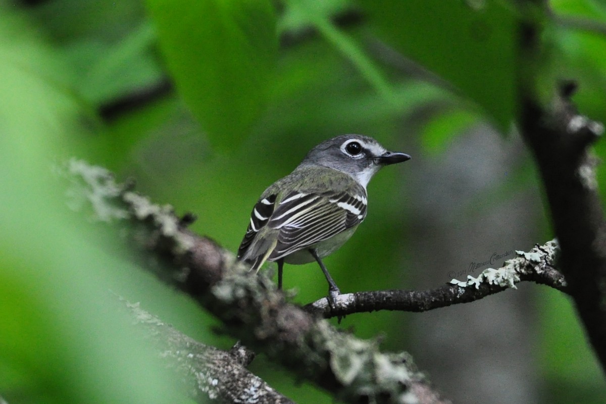 Blue-headed Vireo - Matthew Crittenden