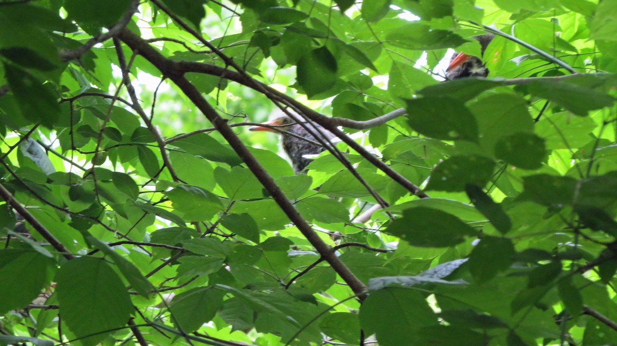 Green Heron - ML161283291