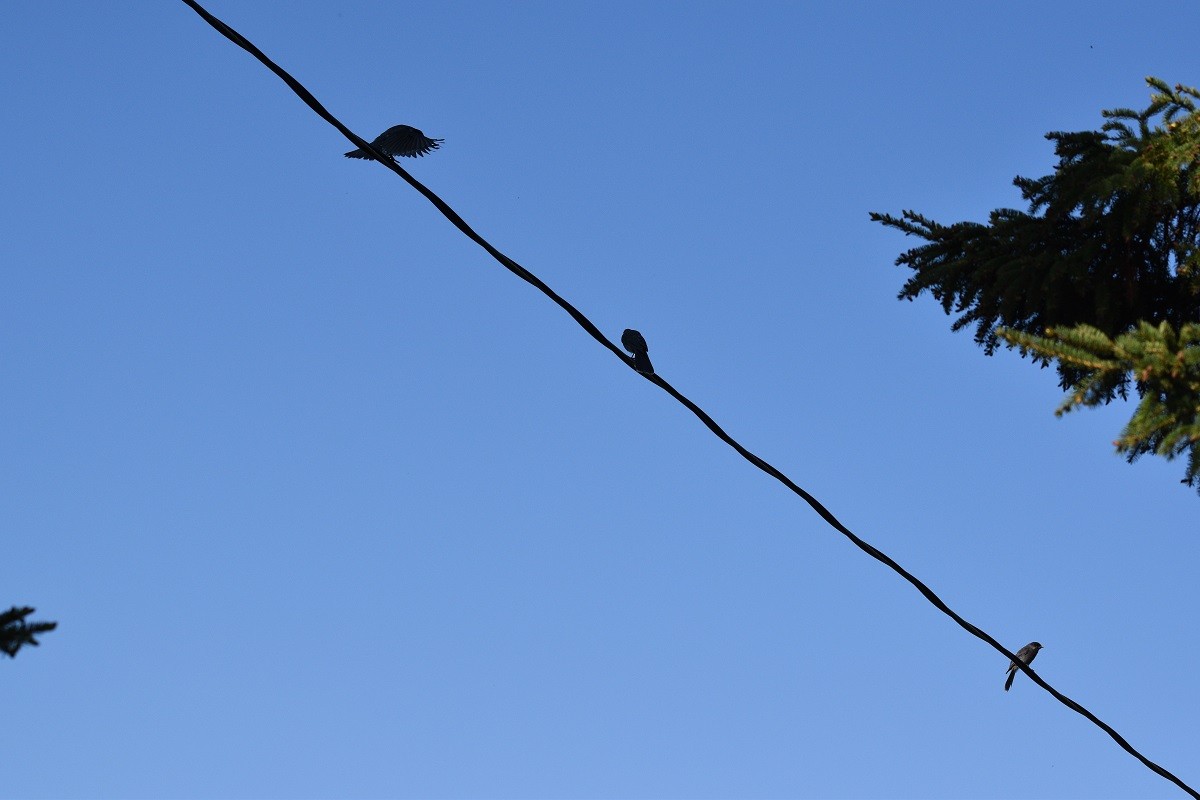 Canada Jay - Ernie Silhanek