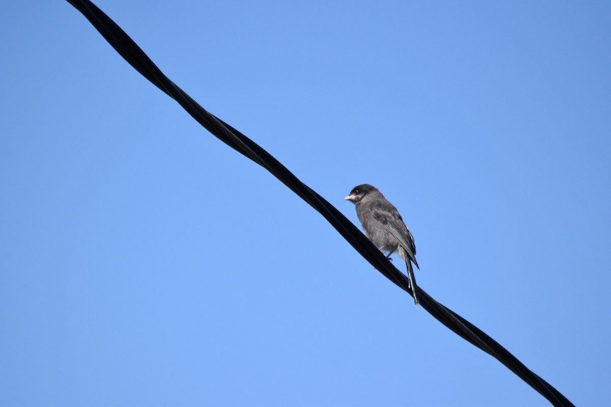 Canada Jay - ML161284101