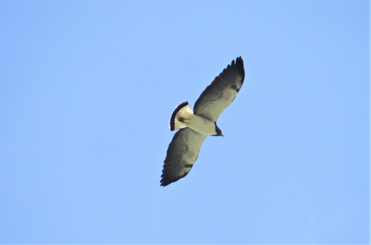 White-tailed Hawk - ML161286491