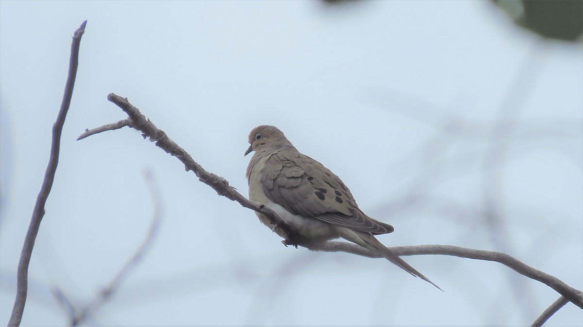 Mourning Dove - ML161287291