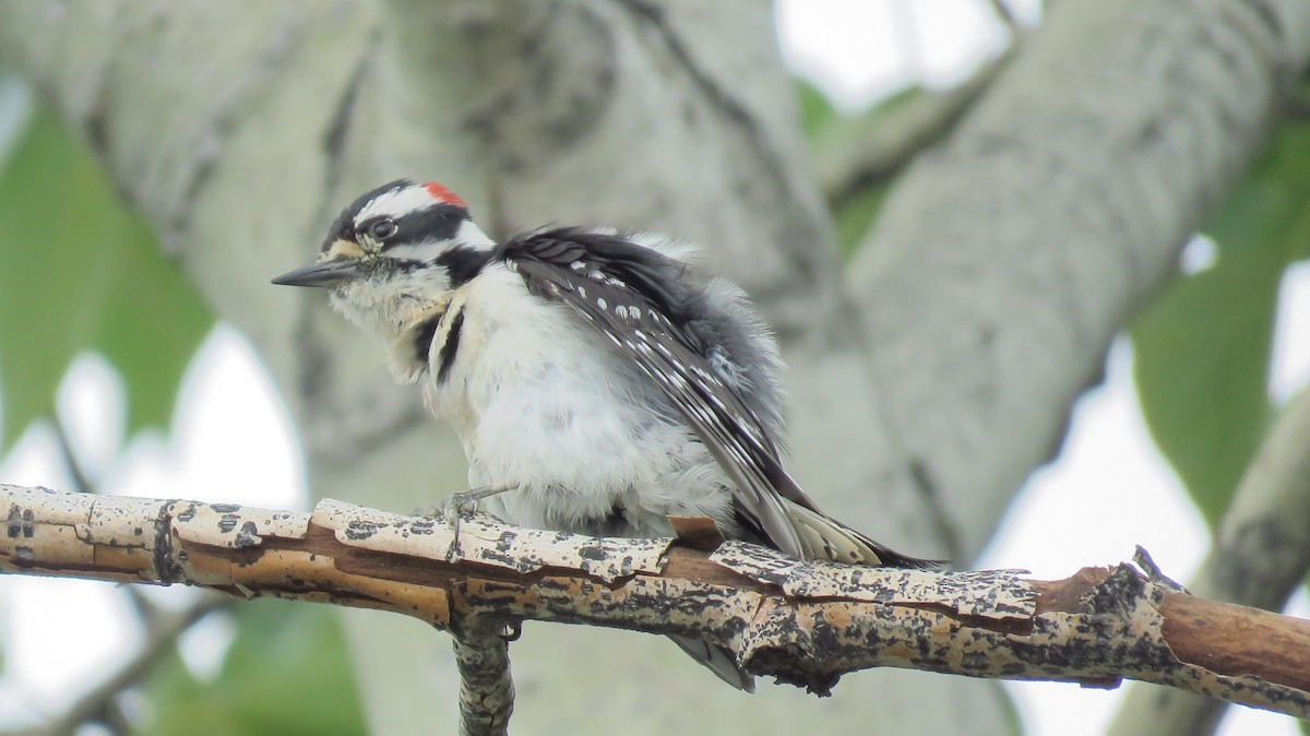 Downy Woodpecker - ML161287711