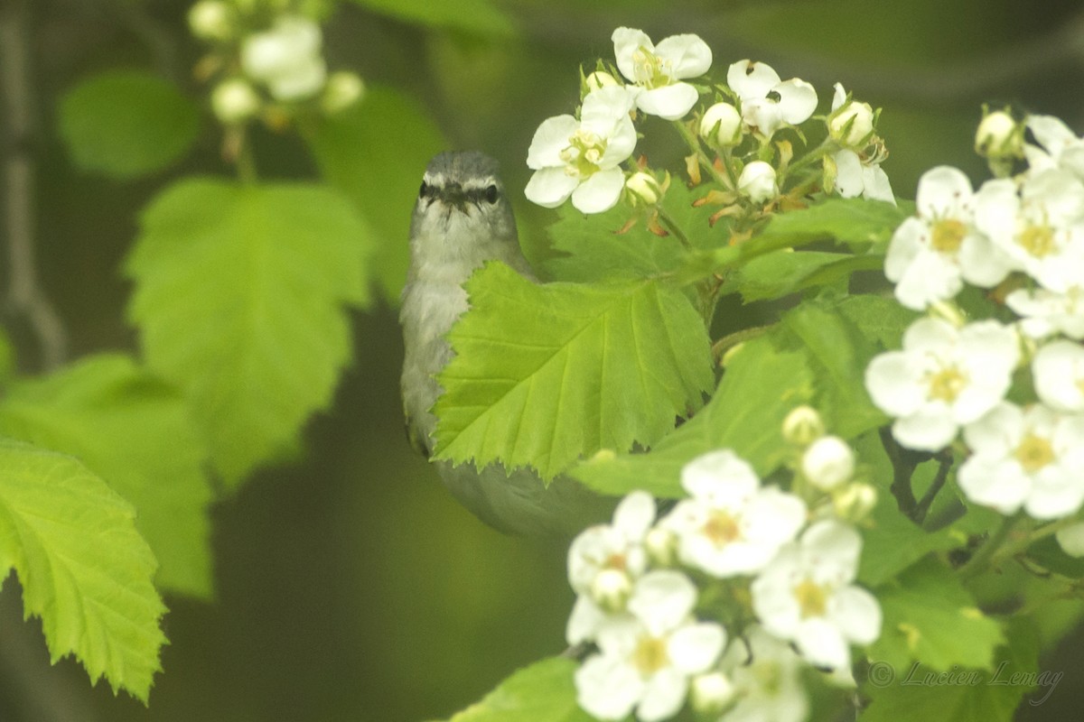 Tennessee Warbler - ML161289091