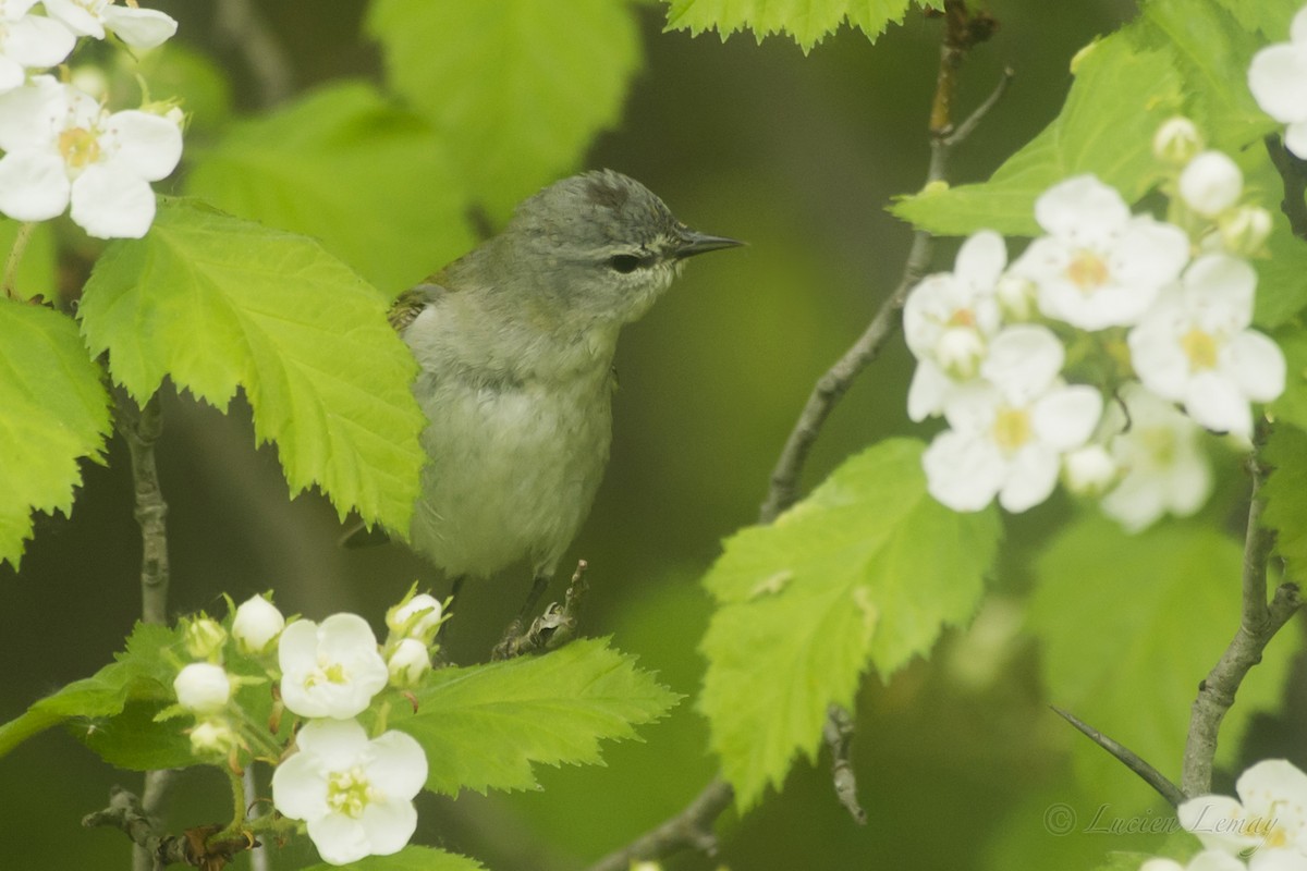 Tennessee Warbler - ML161289211