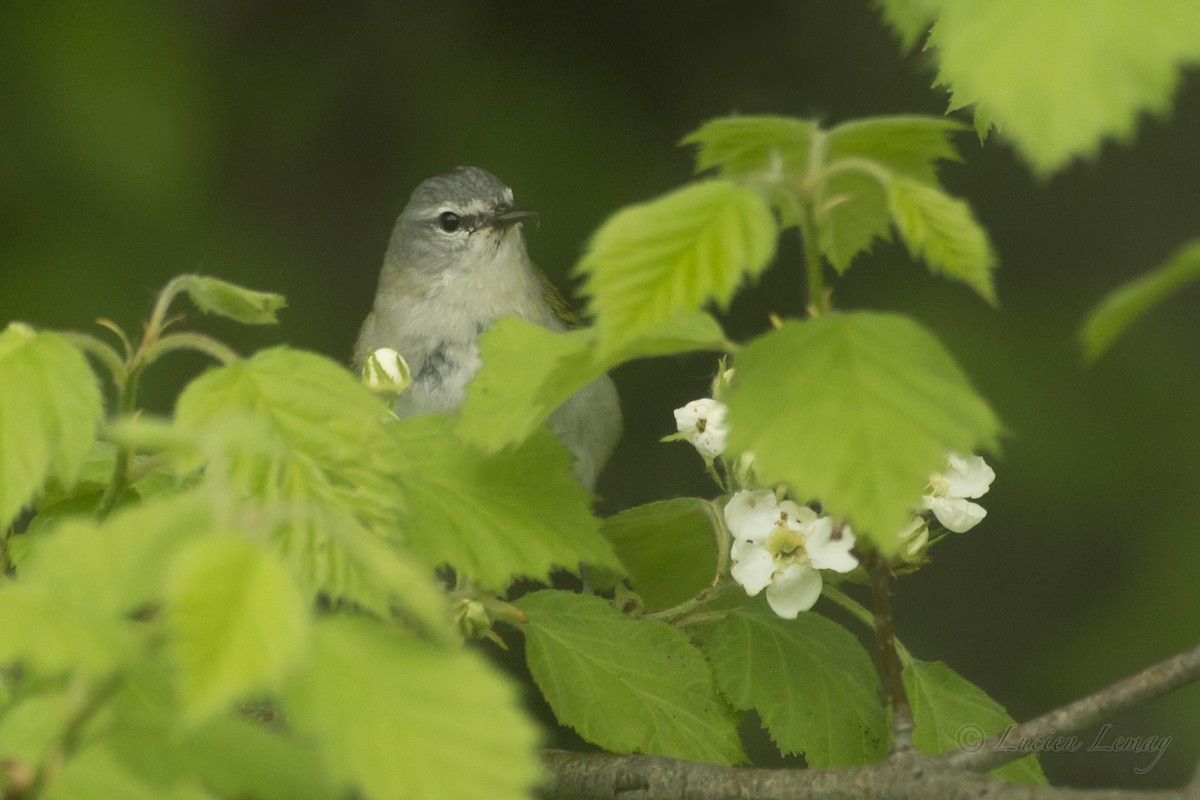 Tennessee Warbler - ML161289351