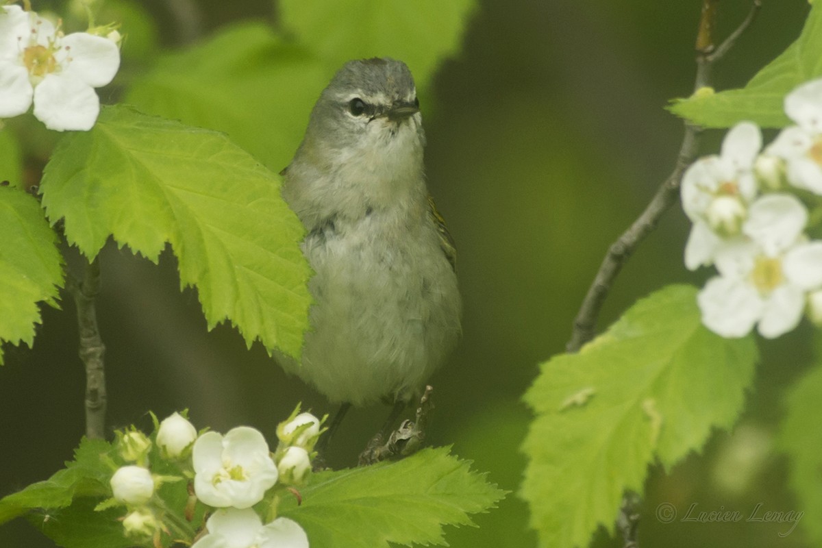 Tennessee Warbler - ML161289371