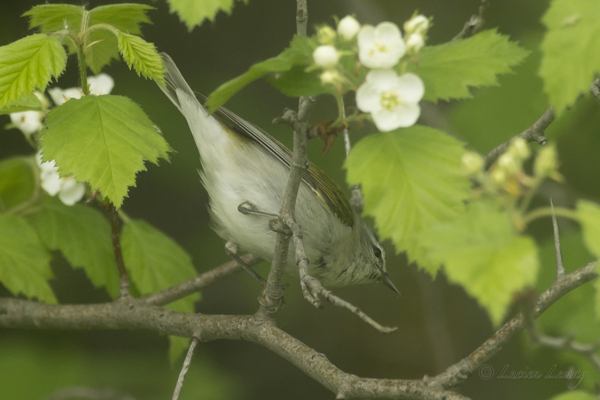 Tennessee Warbler - ML161289401