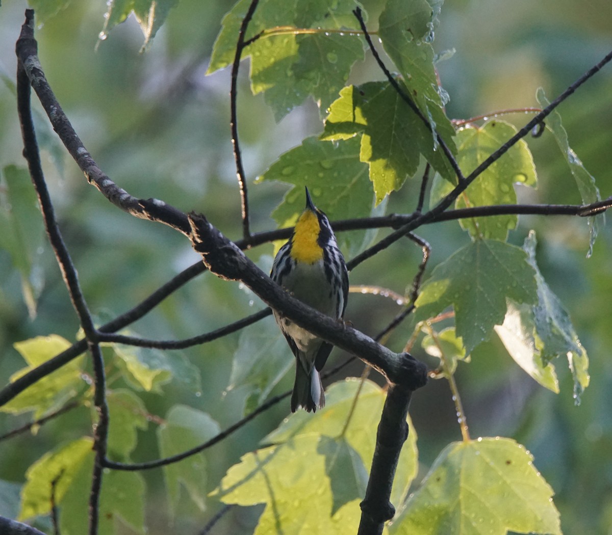 Yellow-throated Warbler - ML161290661