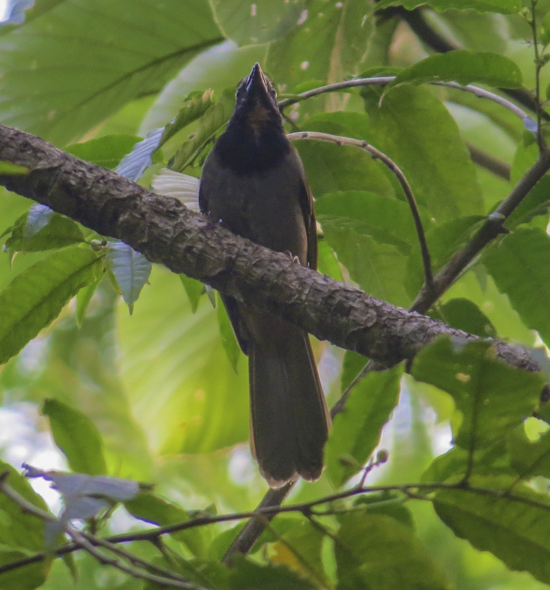 Buff-throated Saltator - ML161290931