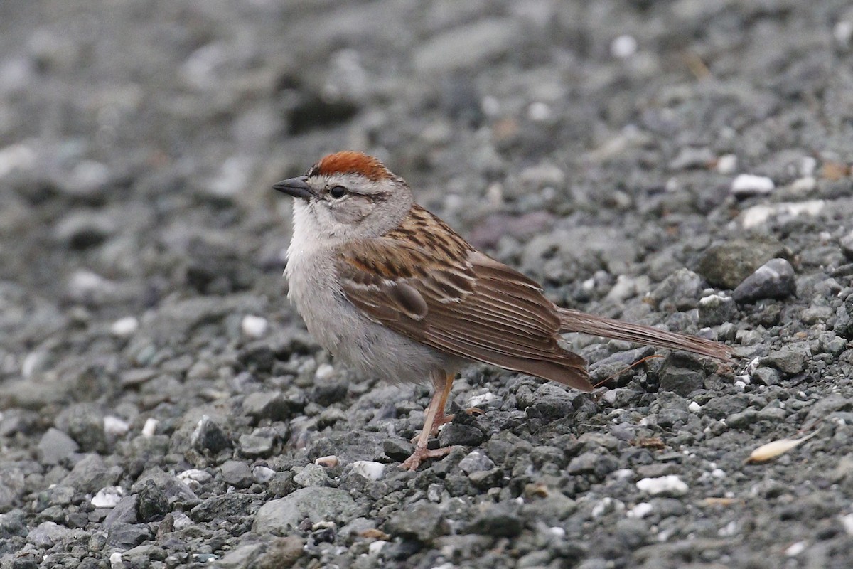 Chipping Sparrow - Donna Pomeroy