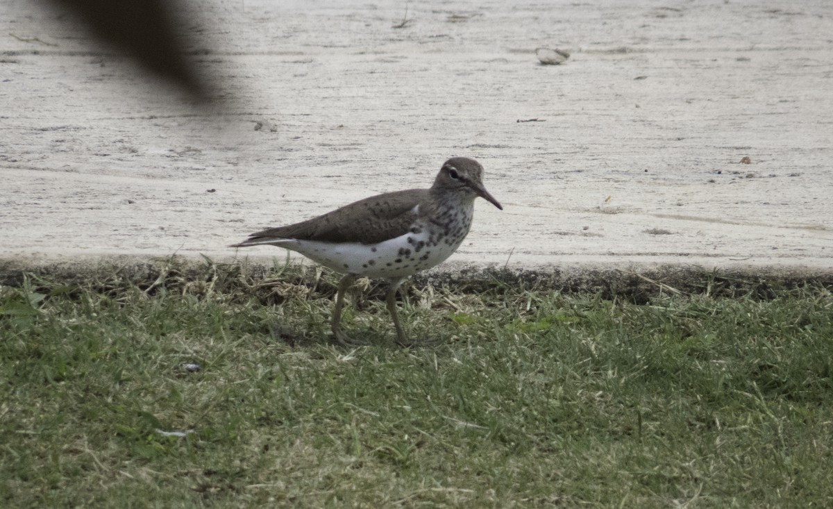 Spotted Sandpiper - Roni Martinez