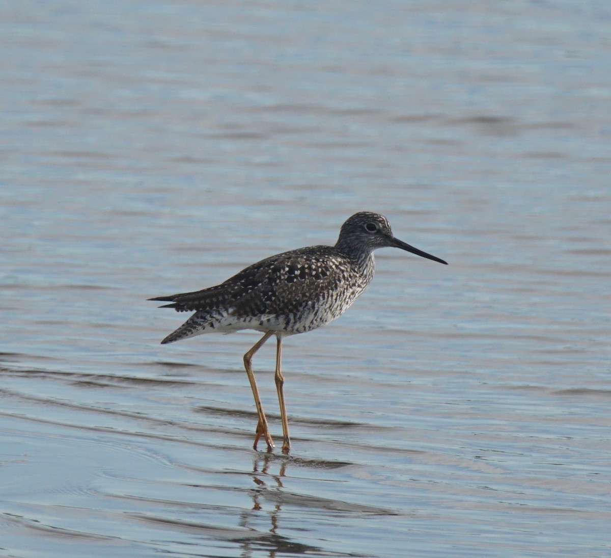 Greater Yellowlegs - ML161293451