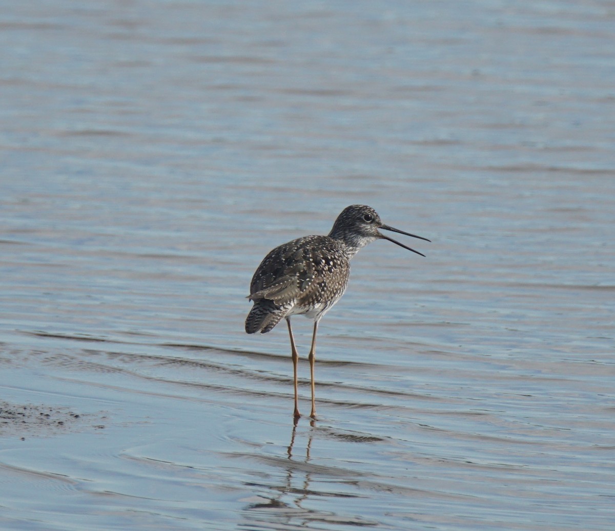 Greater Yellowlegs - ML161293461