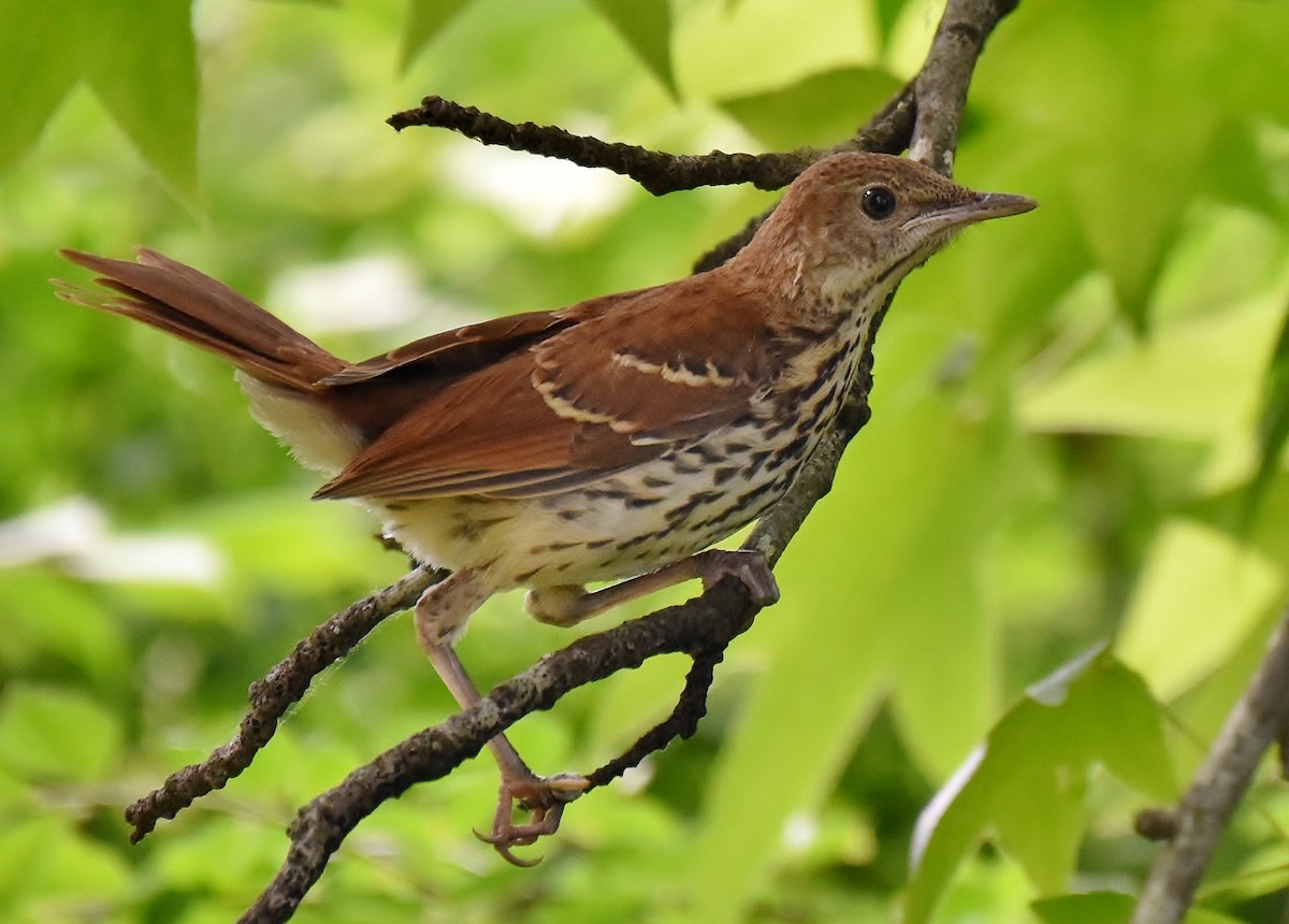 Brown Thrasher - Don Carbaugh