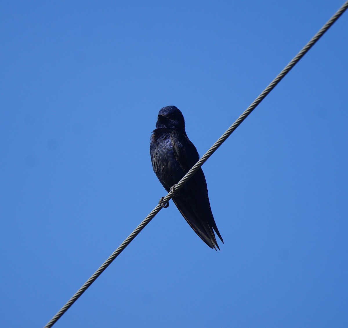 Purple Martin - ML161294611