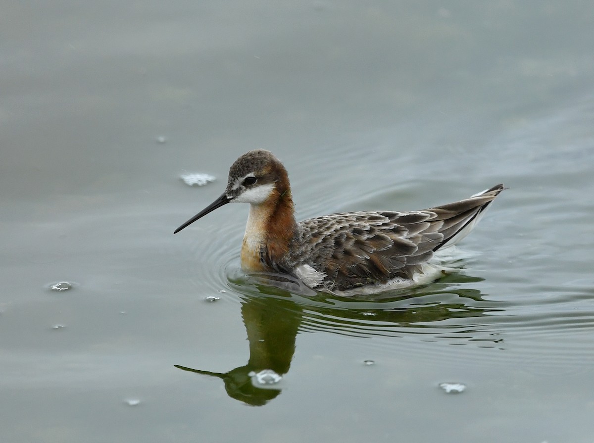 Wilson's Phalarope - ML161294861