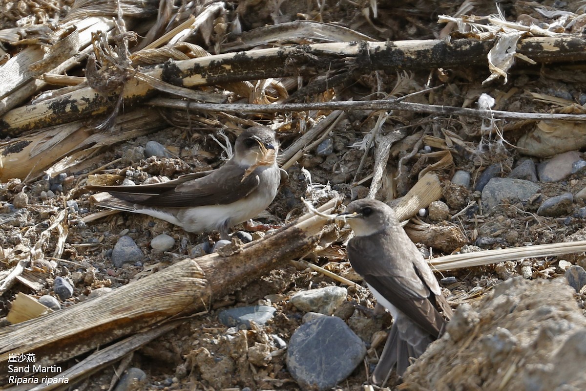 Bank Swallow - ML161296141