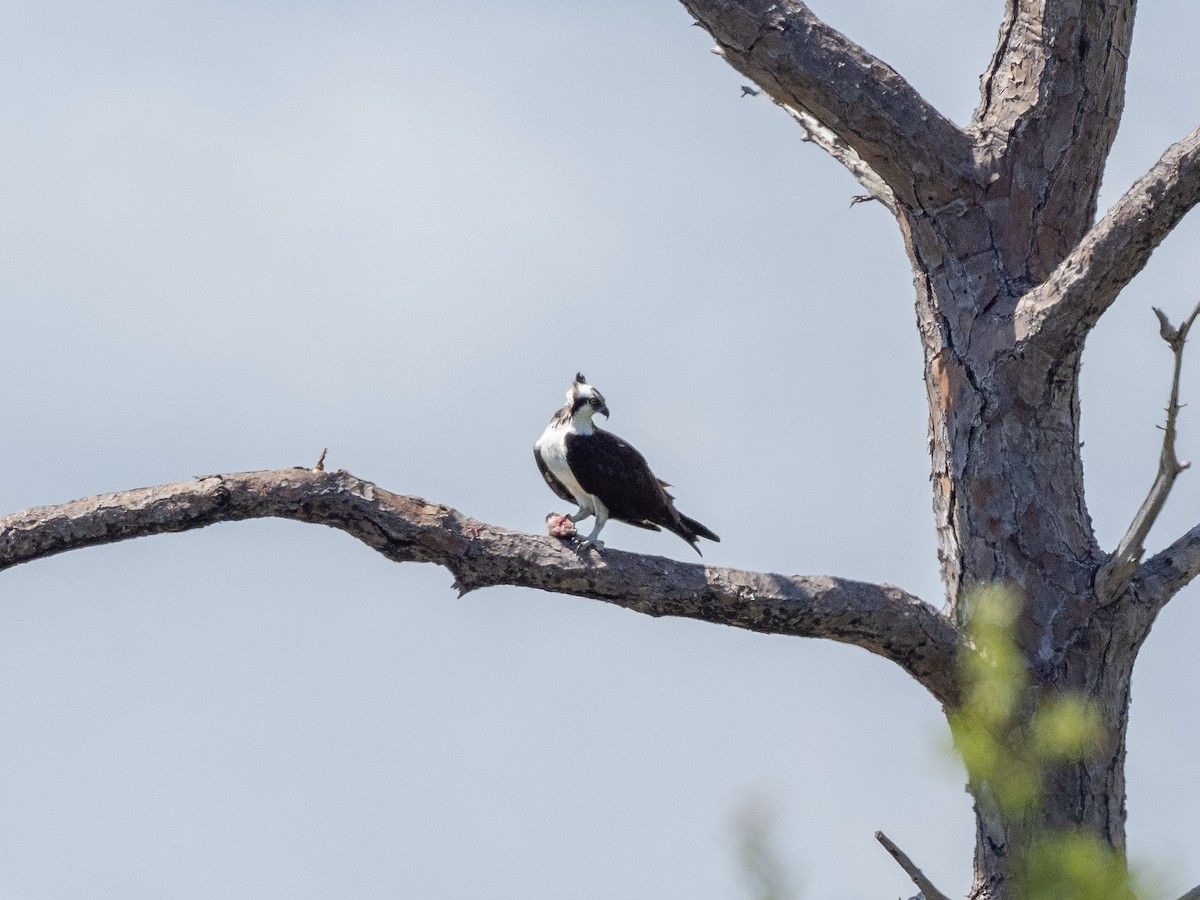 Osprey (carolinensis) - ML161296861