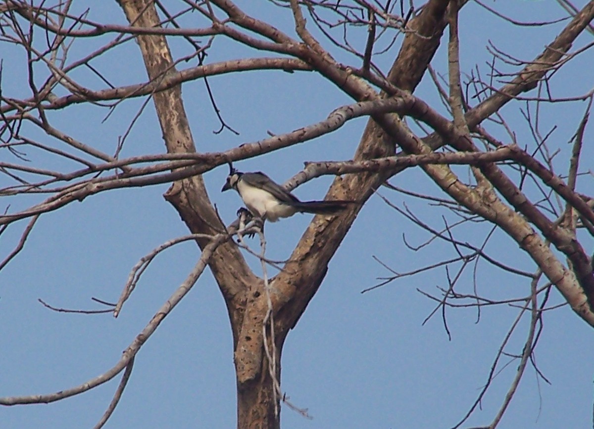 White-throated Magpie-Jay - ML161296931