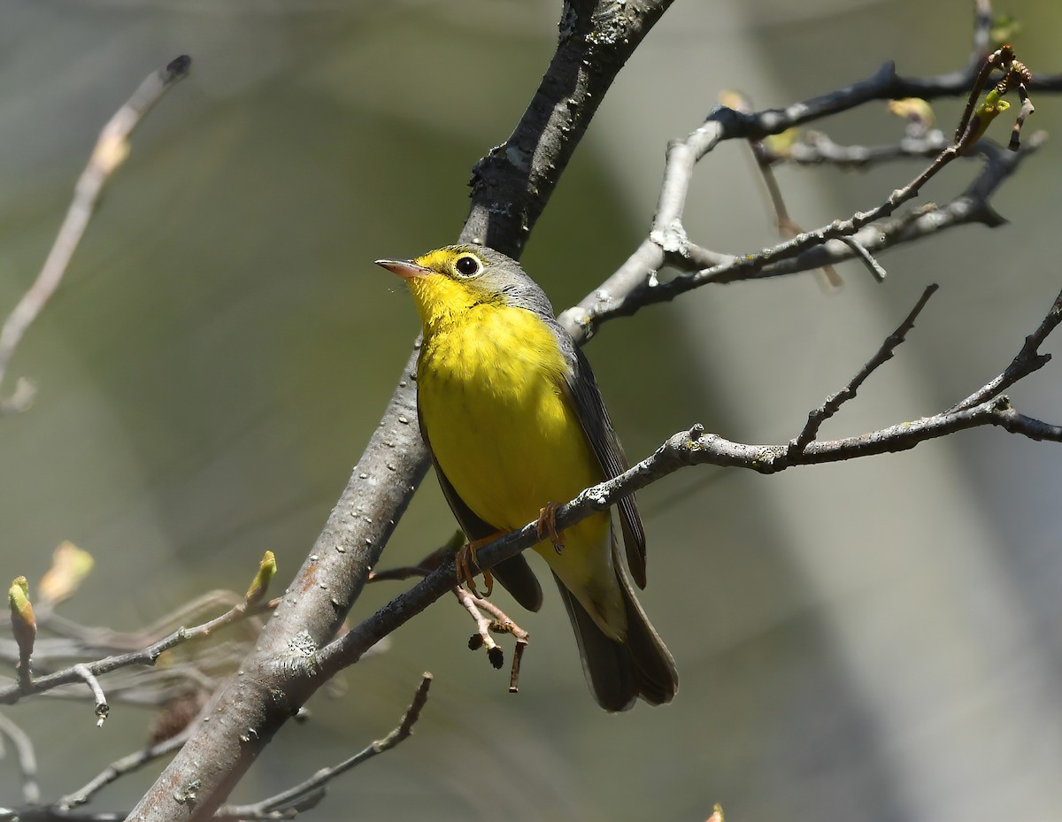 Canada Warbler - ML161297031