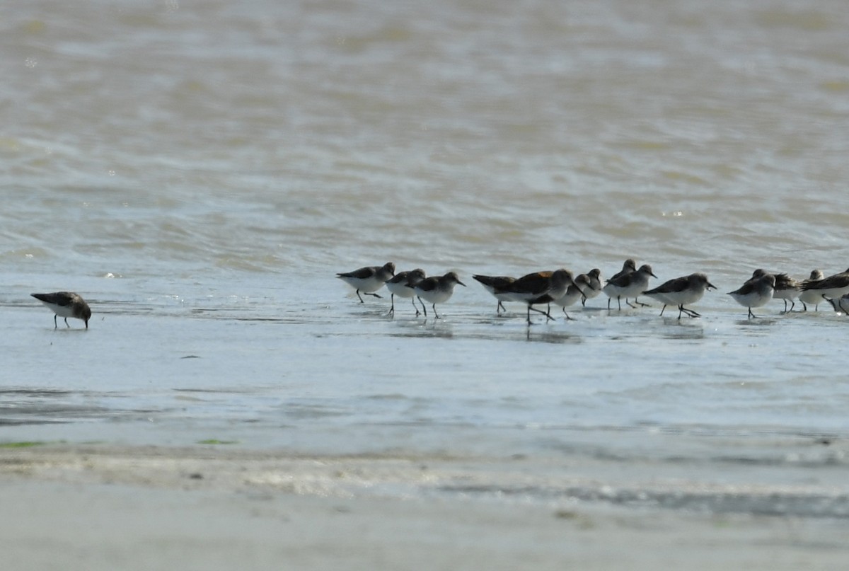 Semipalmated Sandpiper - ML161298611