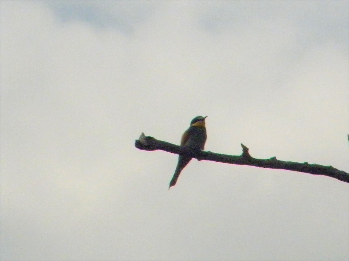 European Bee-eater - ML161298751