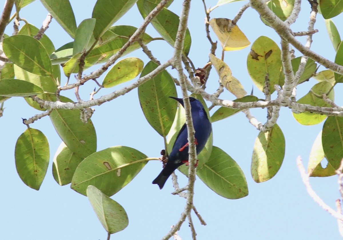 Red-legged Honeycreeper - ML161298811