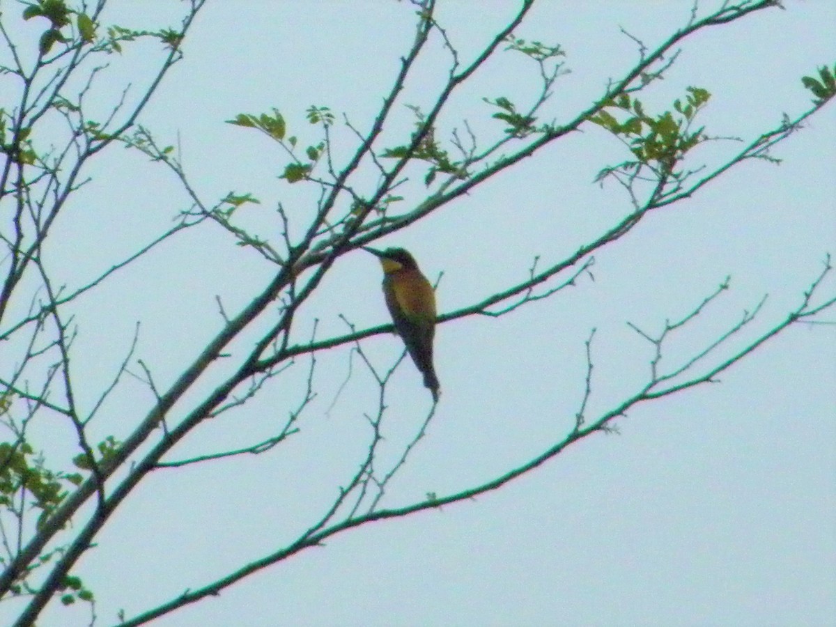 European Bee-eater - ML161298851