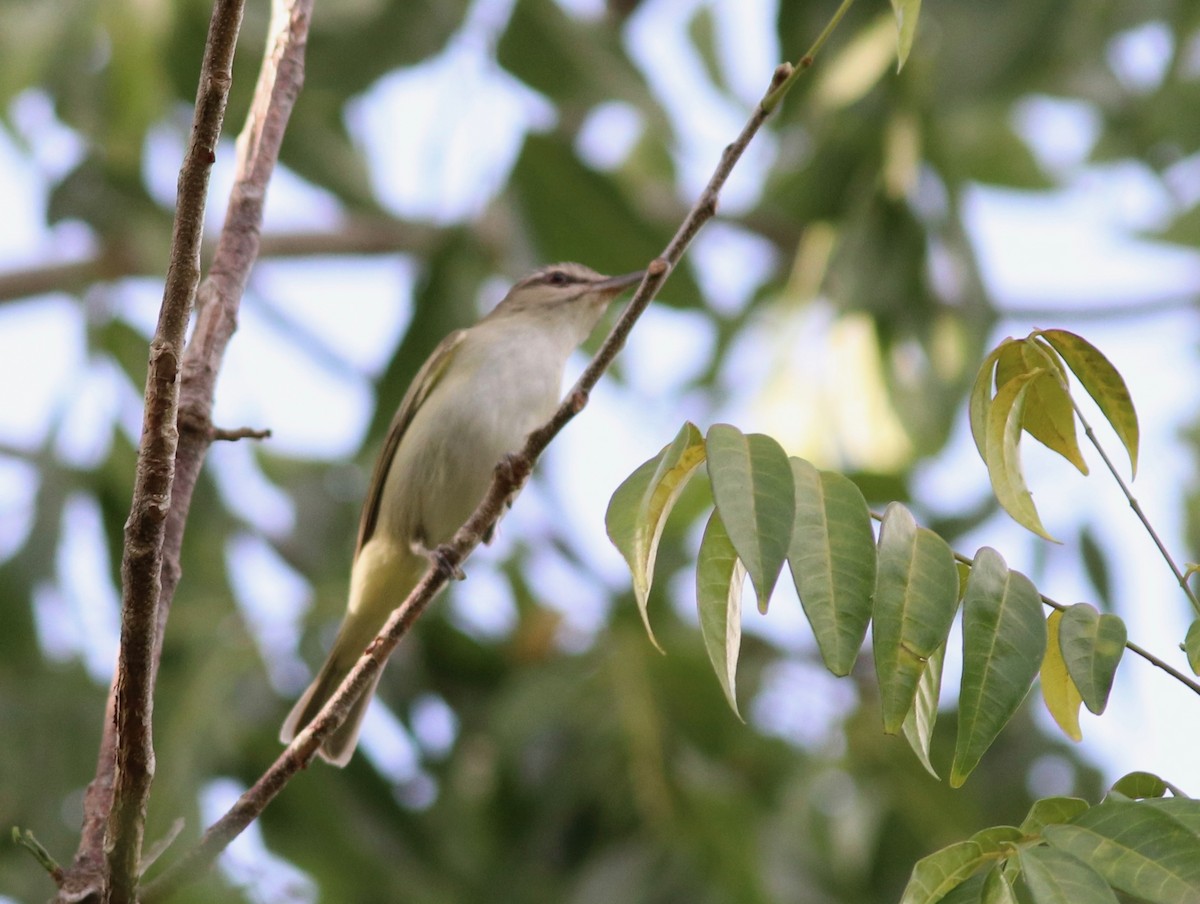 Black-whiskered Vireo - Andre Moncrieff