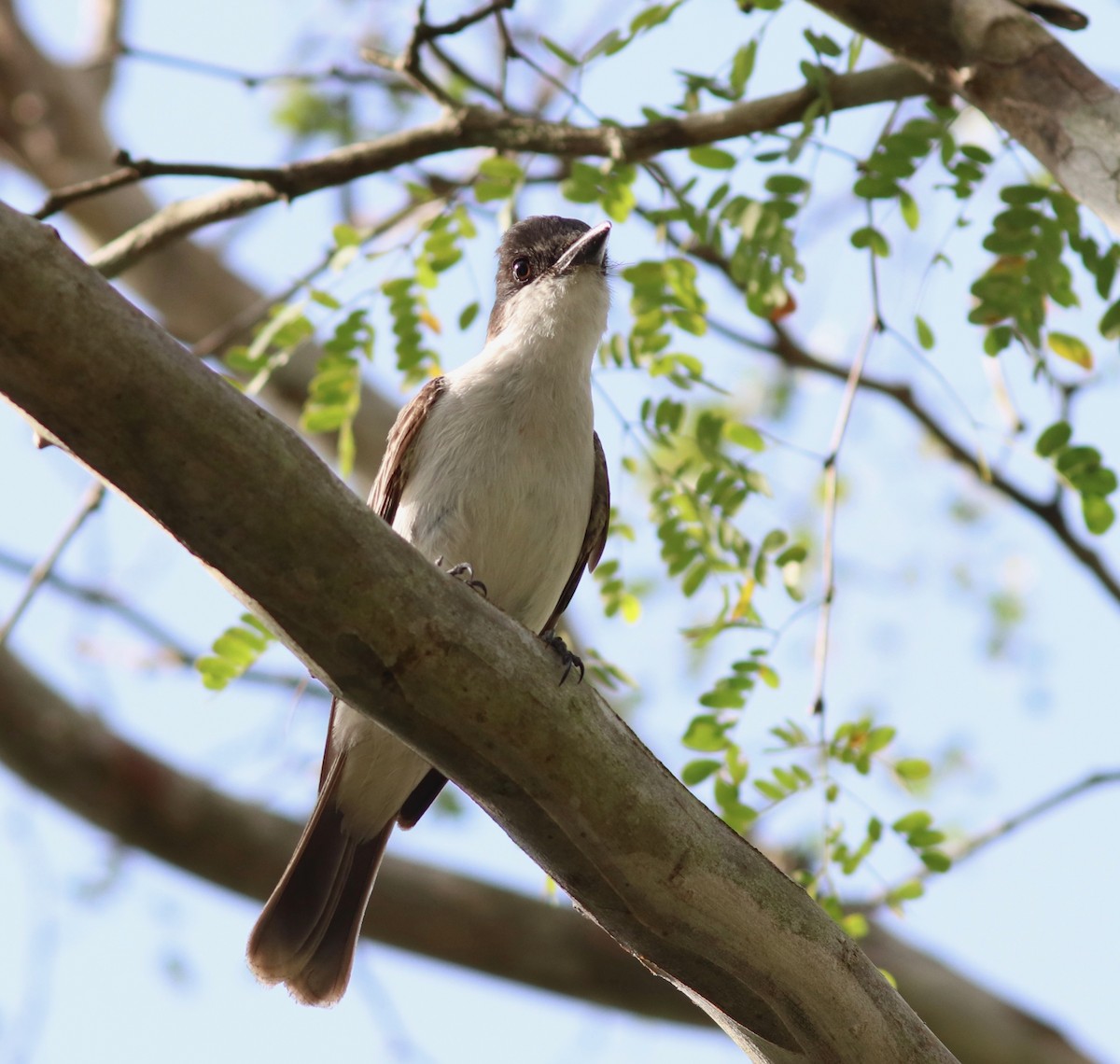 Loggerhead Kingbird - ML161298931