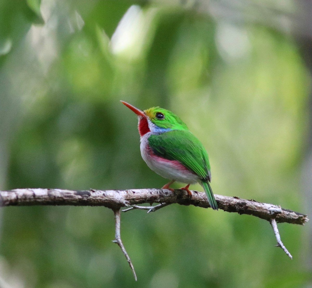 Cuban Tody - ML161298981