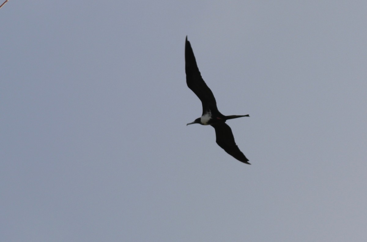 Magnificent Frigatebird - ML161299161