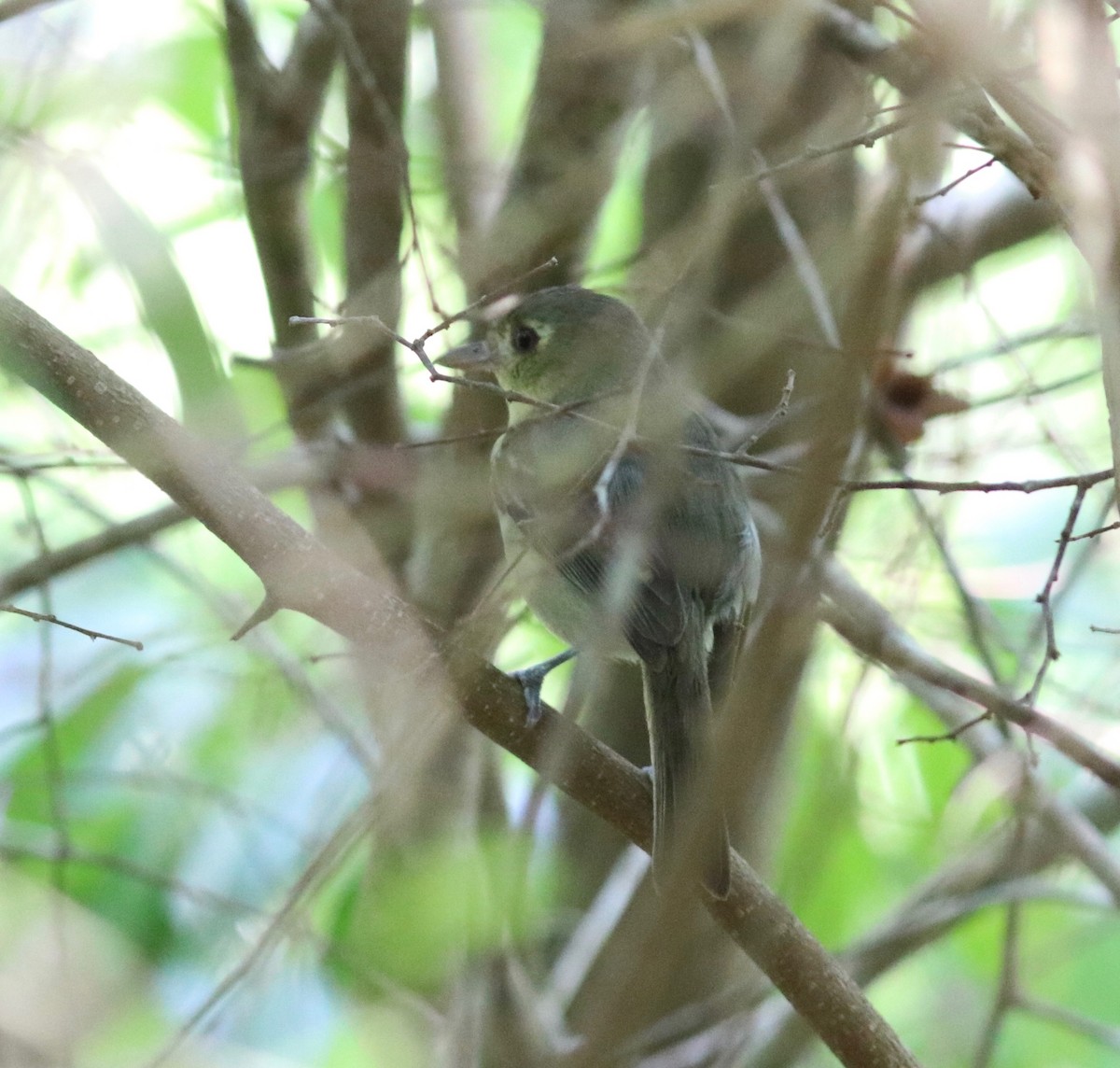 Cuban Vireo - ML161299241