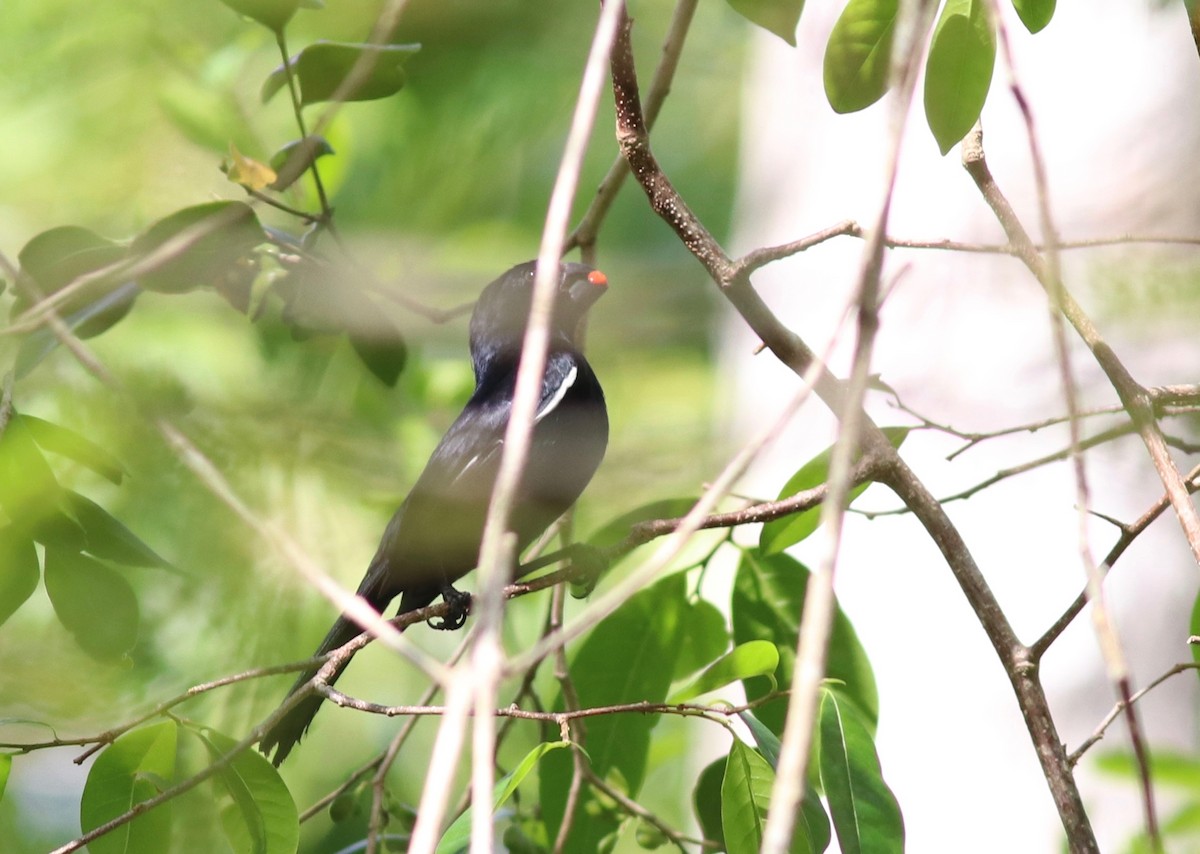 Cuban Bullfinch - Andre Moncrieff