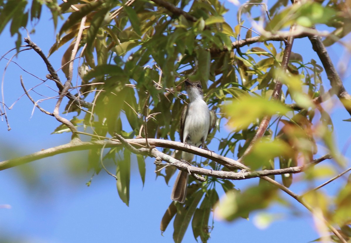 La Sagra's Flycatcher - ML161299571