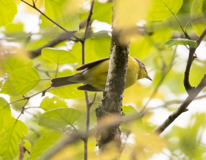 Canada Warbler - ML161300381