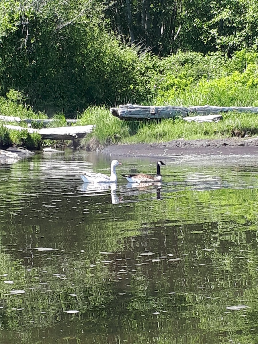 Domestic goose sp. (Domestic type) - ML161301001