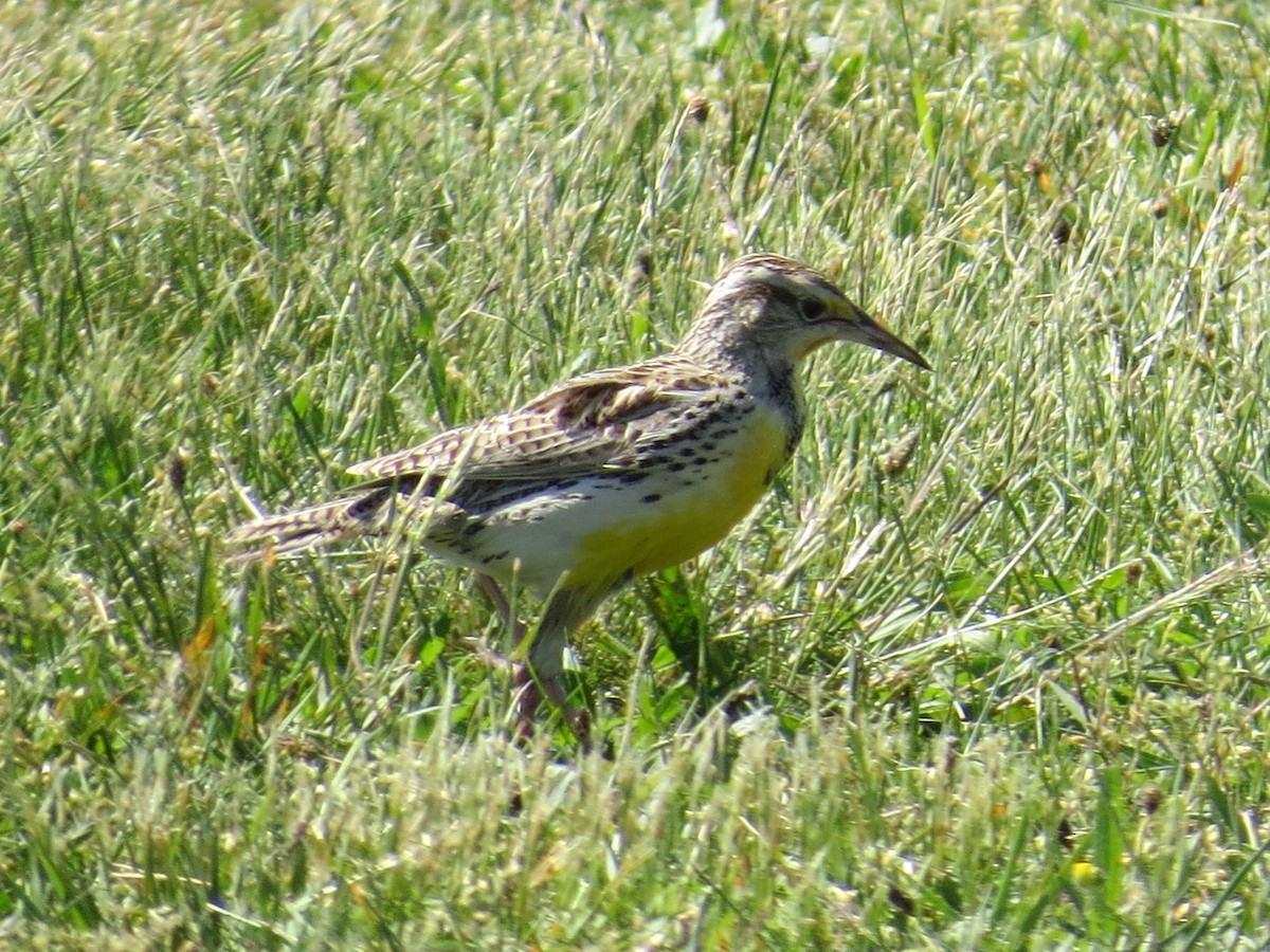 Western Meadowlark - Dan Rottino