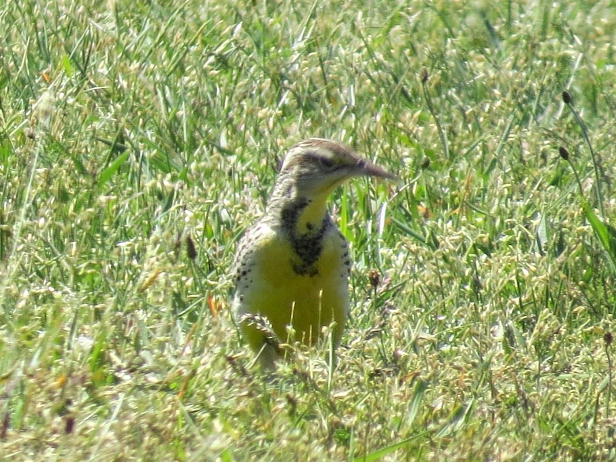 Western Meadowlark - ML161302211